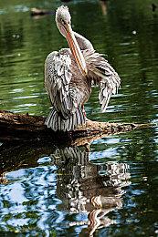 激战见证者，相聚海王星，《命运2》年六资料片光陨之秋即将上线